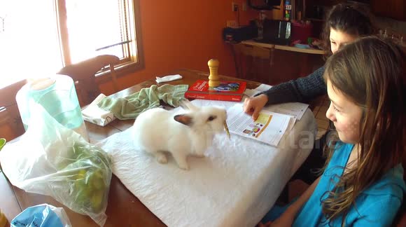 Rabbit helps girl with homework