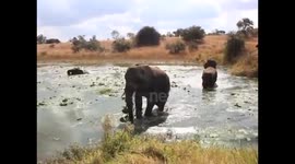 Elephants crossing a river