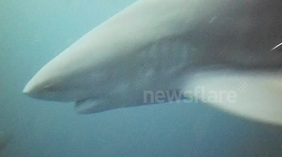Terrifying close encounter during baited shark dive in South Africa