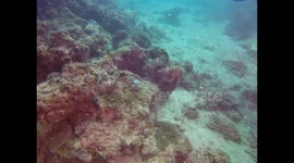 Cuttle Fish Flashing Colors
