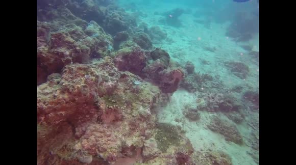 Cuttle Fish Flashing Colors