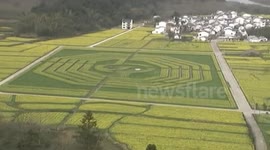 安徽油菜花田现巨型