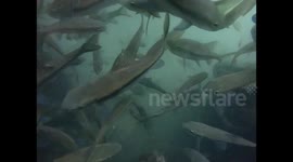 fishes by the waterfalls