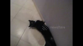 My cat greets me with work