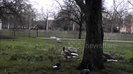 funny squirrel in London jumps in front of camera