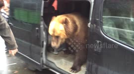 Bear in the car