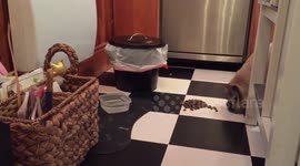 Blind dog understands English perfectly!