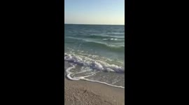 Bonita beach fl tiger shark