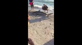 Bonita beach tiger shark part 2