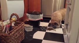 Blind dog understands spoken directions