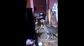 Chicken Fight with Him self Captured by Sallu