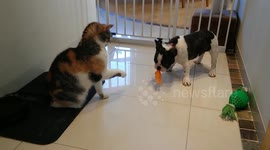 French bulldog puppy desperately tries to play with cat