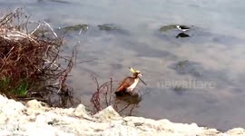 Goose with an arrow through its neck spotted in California