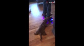 Dog mops floor while on hoverboard