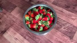 Man cultivates strawberries after losing job due to pandemic in central India