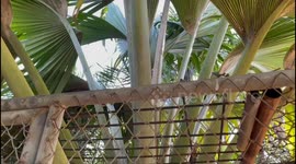 Rare Coco de Mer coconut could sell for 2,500GBP after growing in Thailand