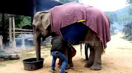 Elephants given sweaters to keep warm in Chiang Mai, Thailand