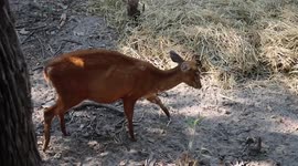 Animals keep warm during cold spell at Khon Kaen zoo