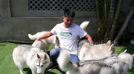 Husky dogs worth more than 1300 USD of Vietnamese