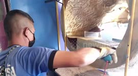 Cat rescued after getting stuck in sculpture of bear’s head at Thailand cafe