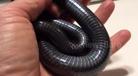 Watch this snake's satisfyingly mechanical moves as it slithers through owner's hands