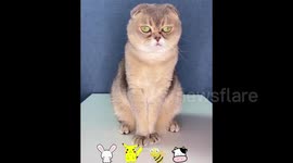 Grumpy Cat Tries On Various Cosplay Outfits