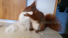 Man who rescued baby squirrel seven years ago has become BFFs with the fluffy rodent
