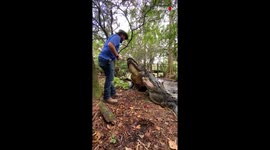 Alligator Handler Feeding The Biggest Alligators in The Gatorlan, Orlando, FL