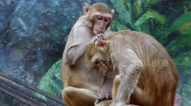 Monkey business. An old male being groomed by a young female macaque