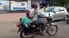 Three fearless dogs ride motorcycle with their owner in perfect balance