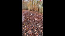 Doodle Tries To Hide In The Mud