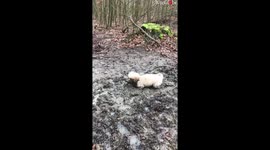 The muddy life of an adorable doodle from Denmark