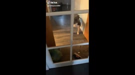 Balloon popping Staffie