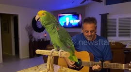 Watch as this melodious parrot sings Bon Jovi, The Beatles and Coldplay while his owner plays the guitar
