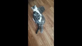 кошачьи утехи