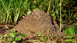 Timelapse shows fire ant colony rebuilding after Texas storm
