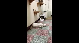 Cat jumps like a rocket