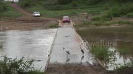 Never to be seen again? Fast food for Crocodiles and Birds catching fish at the Shingwedzi River Causeway.