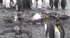 Polar carnage – Giant Petrels fighting over and eating a dead King Penguin. HD