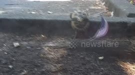 Wilma the tortoise dancing on the 4th of July