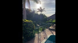 Moose in thinks she’s a bird part 2