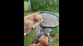 Moose helping me fill up the birdbath