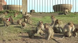 Monkeys huddle together to stay warm during cold spell in Thailand