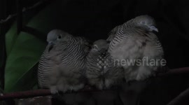 Cute mother and father bird huddle together to keep baby warm during Thailand cold spell