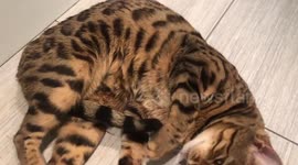 Ella the bengal cat is extremely affectionate