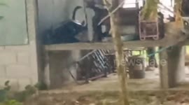 Rescue team capture four-meter-long cobra in family’s house