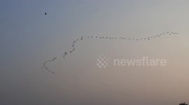 Migratory birds follow straight line or V formations captured on camera in Tamilnadu