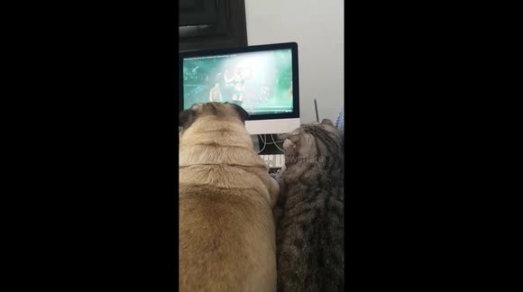 Pug and Cat watch Britney