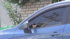 Tiny bird gets into vicious fight with own reflection in car wing mirror