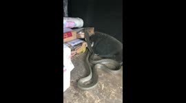 King Cobra shocked the Indonesian delivery courier when it came out of the box